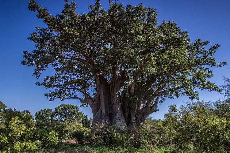 Baobab Island