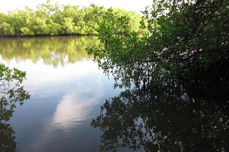 Jinack Island and Niumi National Park Visit 2 Niumi National Park